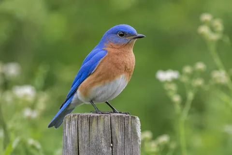 After: A dull bird photograph gains color and clarity.