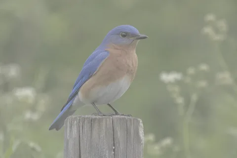 Before: A dull bird photograph gains color and clarity.