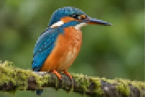 Before: A pixelated bird becomes sharp and detailed.